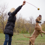 Balle avec corde pour Amstaff