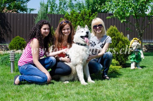 Chien qui aboie - moyens contre
aboiements excessifs