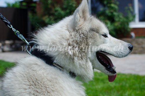 Chien qui aboie - collier pour
Husky