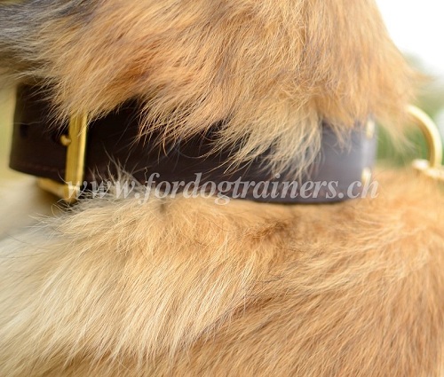 Collier classique pour Berger belge Tervueren