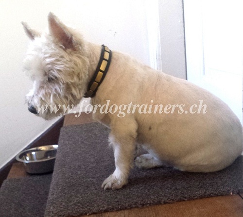 Collier lgant pour Westie