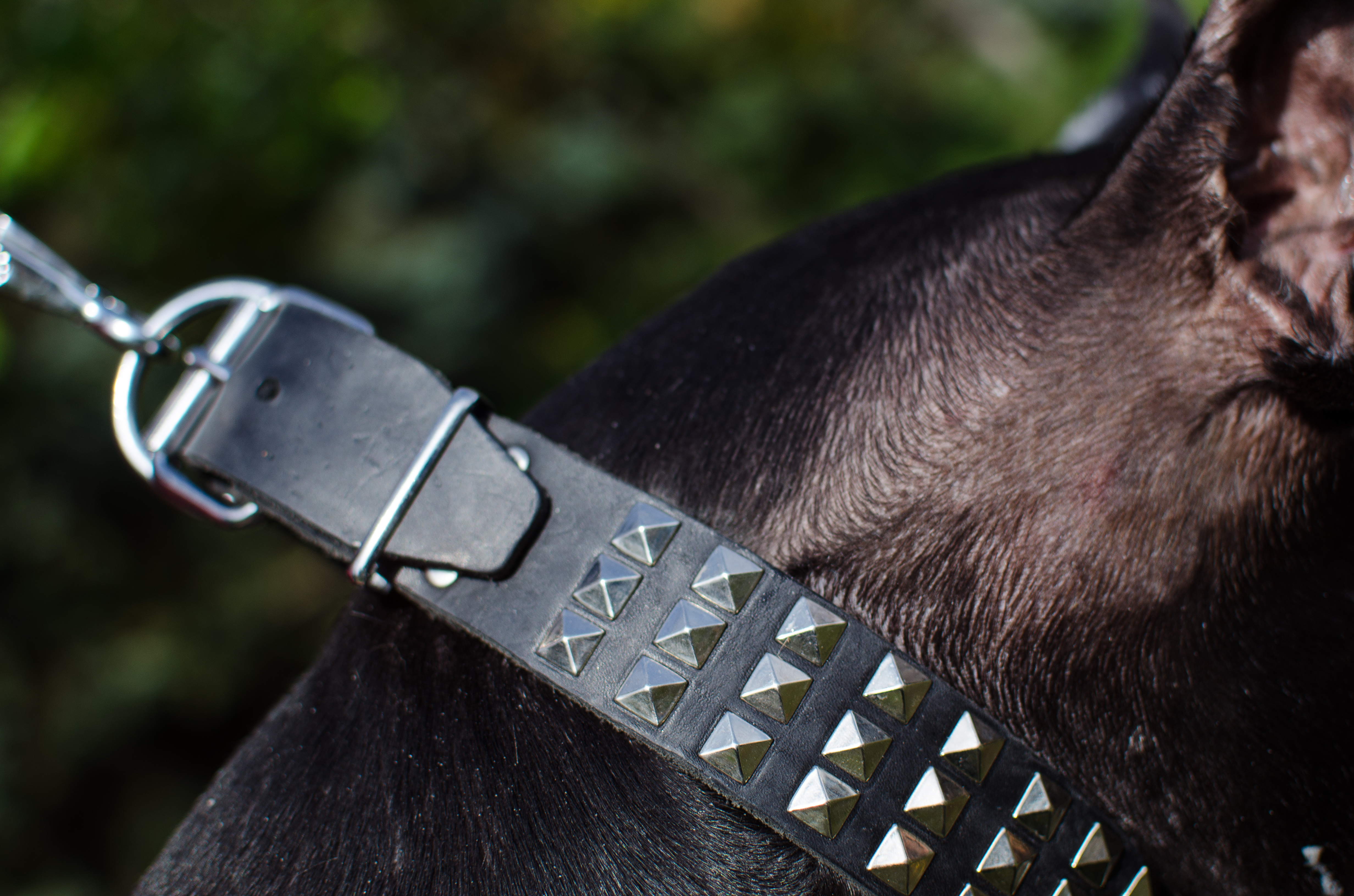 Collier Chic &
                                              Fiable pour chien