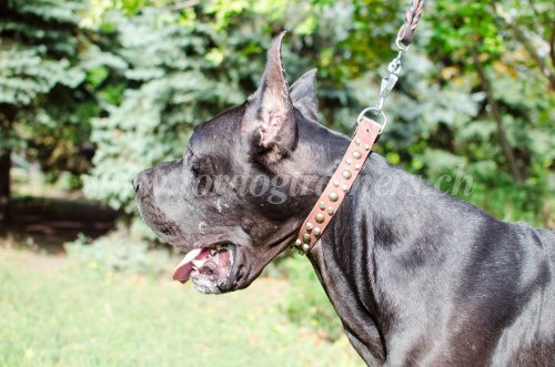 Collier Dcor mtallique pour chien