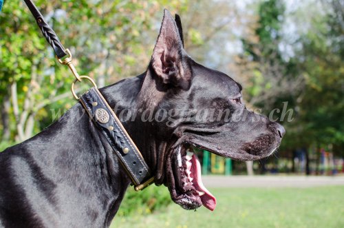 Collier chic de promenade pour
              chien