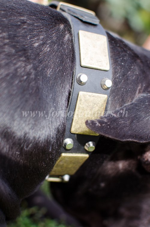 Collier en cuir exclusif pour chien Collier orné pour
chien