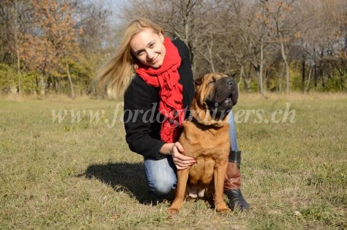 Collier pour ducation et promenades du Shar-Pei