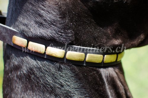 Collier lgant pour chien
