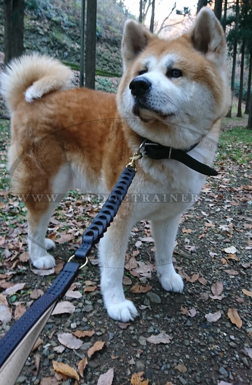 Laisse et collier pour chien Akita