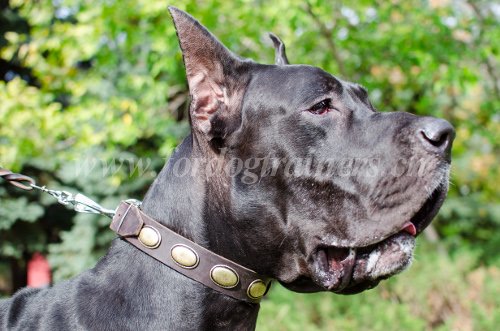 Collier pour chien Style
Moderne Collier
Cuir & Laiton pour chien
