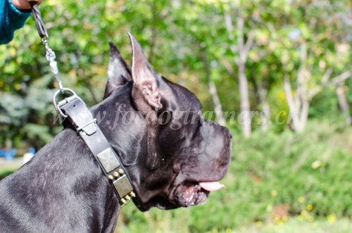 Collier super classe pour chien Collier orné pour
chien