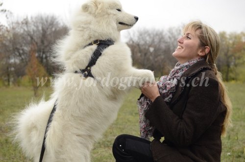 duquer son chien / mtriel
canin