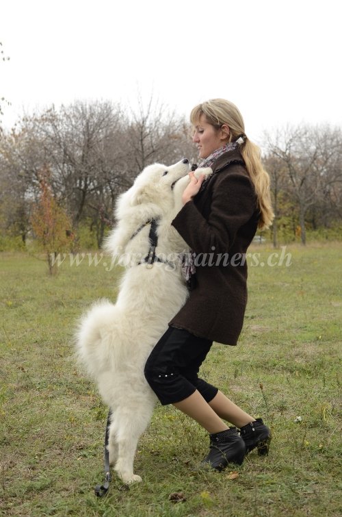 Matriel canin / Harnais pour
chien Samoyde