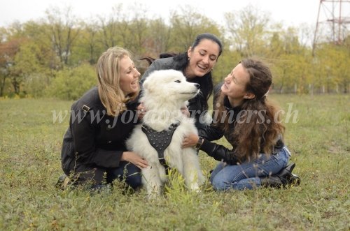 ducation positive du chien