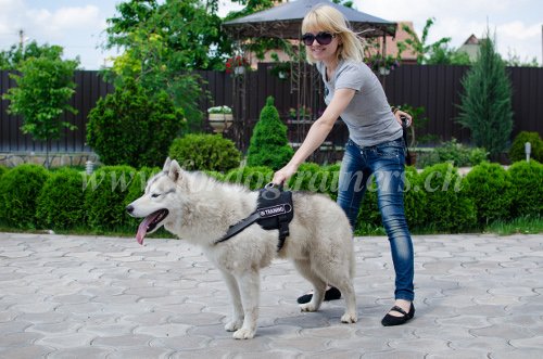 Eduquer son chien qui aboie -
Harnais pour Husky