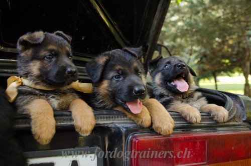 Elevage des Chiots Berger allemand