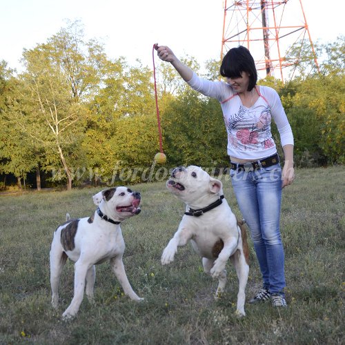 Dressage du Bouledogue américain Matériel de dressage pour Bouledogue américain