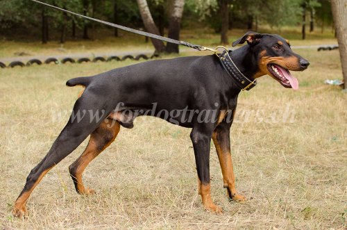 Dressage du Dobermann Matériel de dressage pour Dobermann