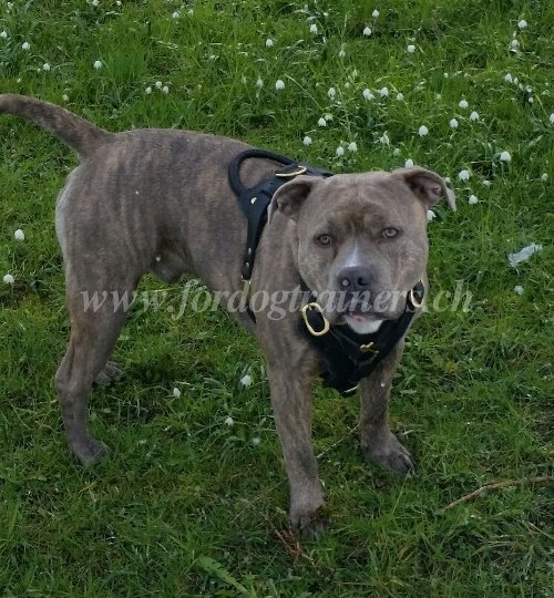 Harnais en cuir confort pour Bouledogue amricain