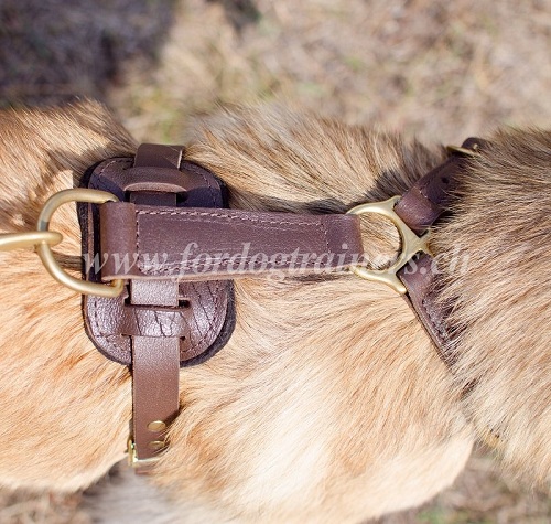 Harnais de marche pour chien de
Tervueren
