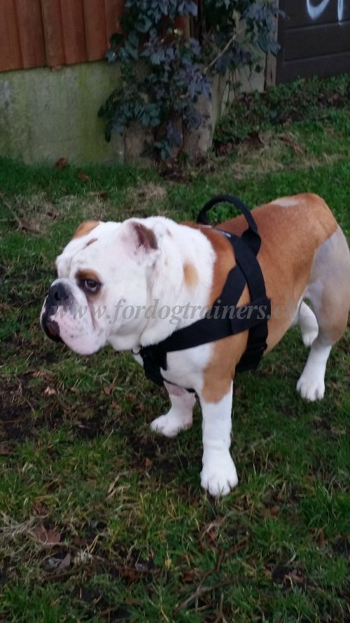 Harnais en polyester durable pour Bouledogue anglais