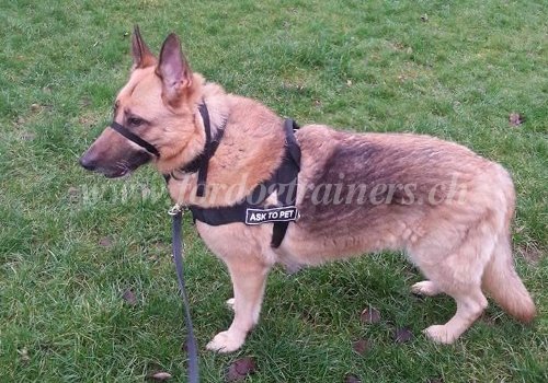 Collier confort pour Berger allemand