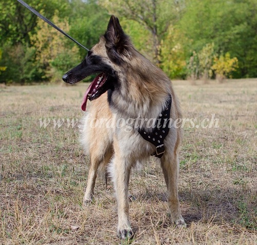 Harnais Haute Résistance pour
Bergerde Tervueren Harnais décoré pour chien de
Tervueren
