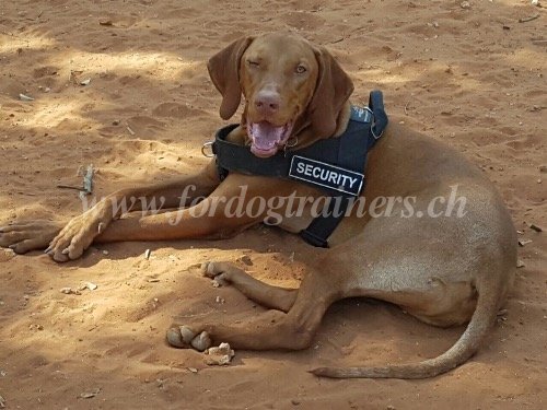 Harnais de sport pour Braque hongrois