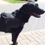 labrador geschirr nylon