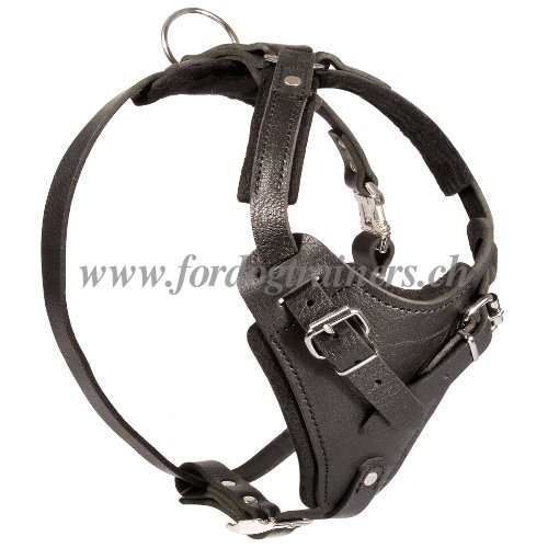 Harnais en cuir universel
