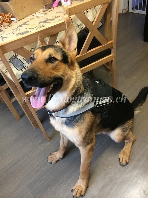 Harnais en polyester pour Berger allemand