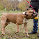 Jouet indestructible pour Amstaff