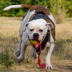 Jouet indestructible
pour Bouledogue