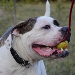 Jouet solide pour
Bouledogue anglais