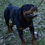 Jouet solide pour
Rottweiler