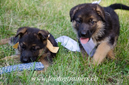Jouets apportables pour chiots Berger allemand