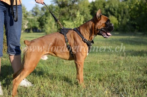 Laisse en cuir pour chien - Boxer