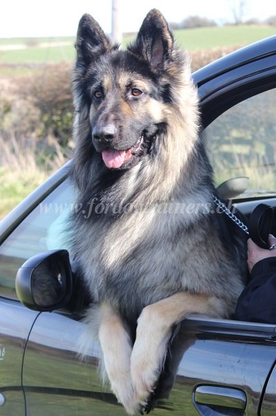 Laisse pour chien - Berger allemand Laisse chaîne pour chien - Berger allemand