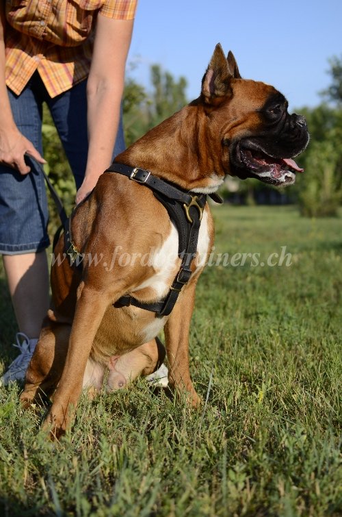 Matériel canin - Boxer Matériel pour chien - Boxer