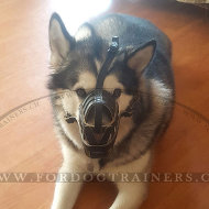 Muselire en cuir pour Malamute de
l'Alaska