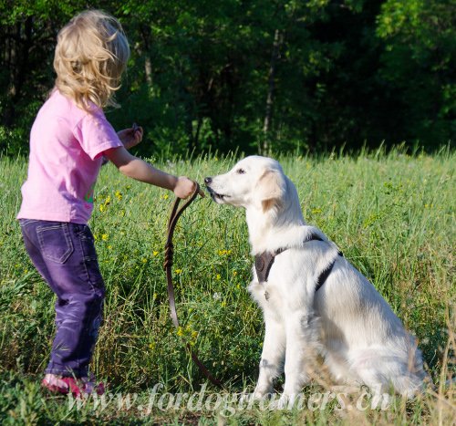 Matriel pour Golden Retriever