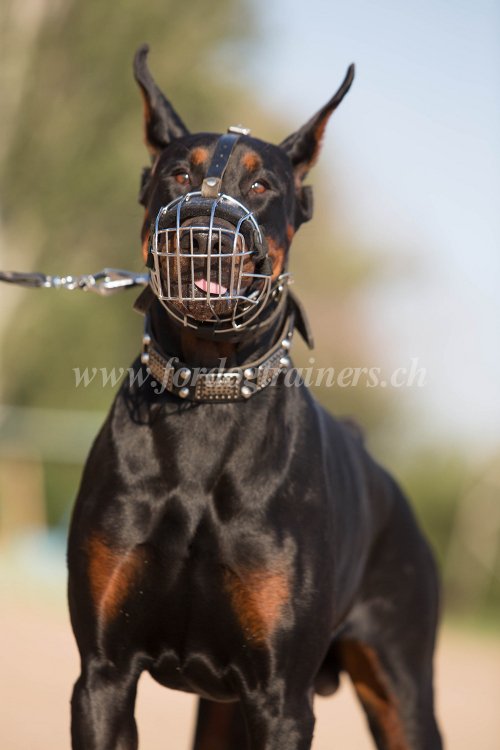 Habituer son chien à
la muselière - Dobermann Matériel pour Dobermann