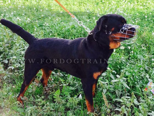 Muselire pour chien Rottweiler