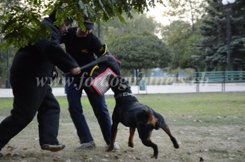 Muselière pour chien dangeureux Muselière pour Rottweiler