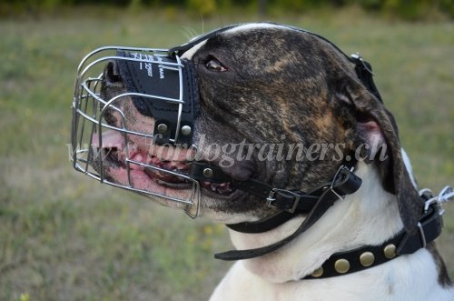 Muselire pour chien destructeur
Bouledogue amricain - en cuir