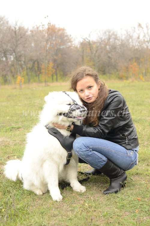 Muselire pour chien destructeur
Chien Samoyde - en acier