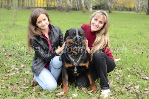 Muselire pour chien destructeur
Rottweiler - en cuir
