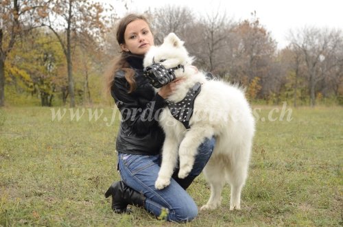 Muselire pour chien destructeur
Chien Samoyde - en cuir