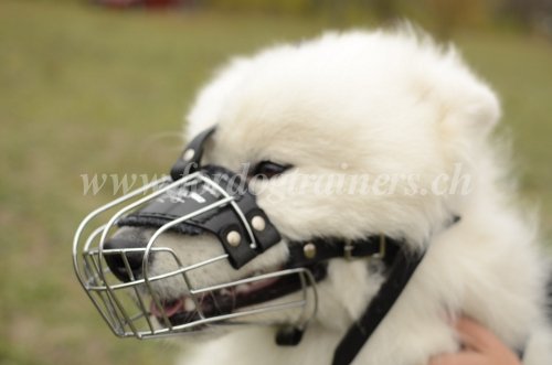 Muselire pour chien qui aboie
- Chien Samoyde