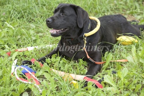 Troubles du
comportement du chien - Labrador Matériel pour Labrador
