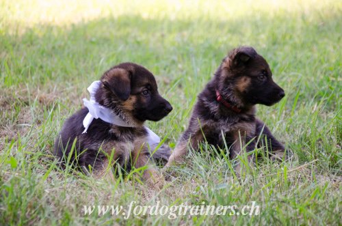 Produits pour chiots Berger allemand